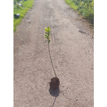 OSTROKRZEW zielono - żółty na pniu GOLDEN KING - sadzonki 50 / 60 cm
